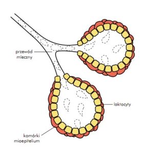 pecherzyk-mleczny