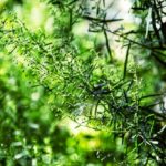 Estragon w&nbsp;laktacji