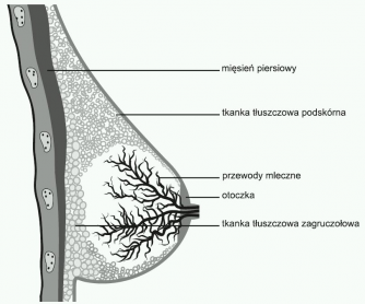 anatomia laktacji